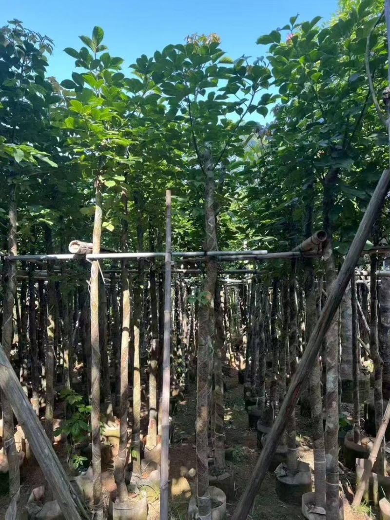 秋枫5-6公分，大量现货出售，有需要的老板来电咨询