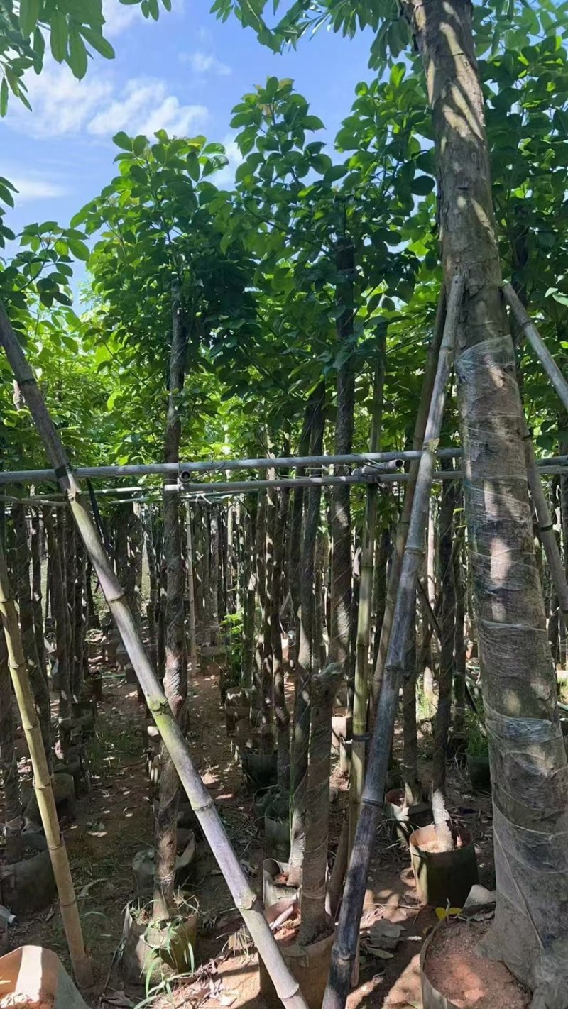 秋枫5-6公分，大量现货出售，有需要的老板来电咨询