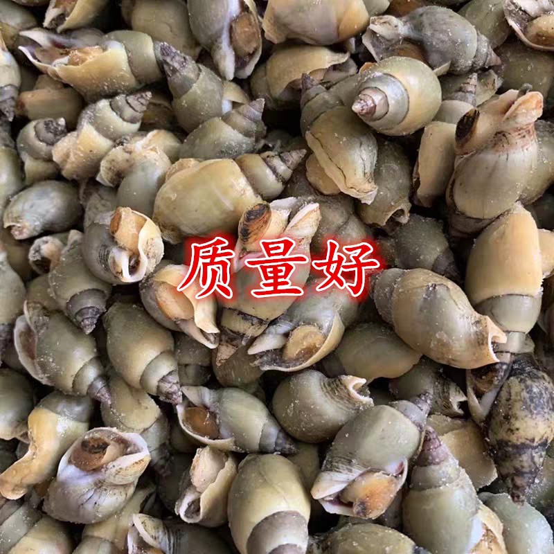 新鲜翡翠螺冷冻翡翠螺海青螺新鲜青螺鲜活冷冻整箱