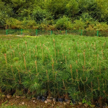 油松小苗，各种杯苗，种类齐全