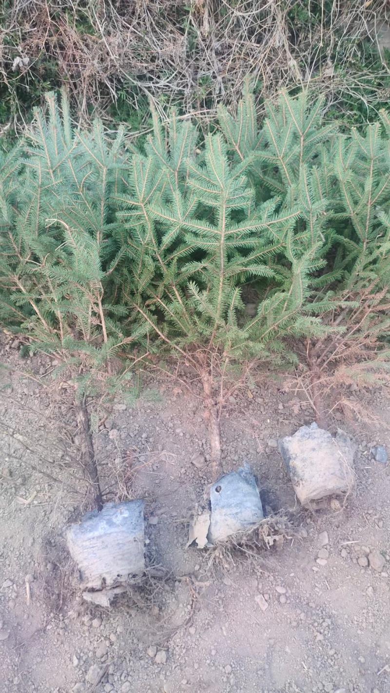 油松小苗，各种杯苗，种类齐全