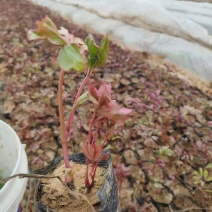 芍药苗
