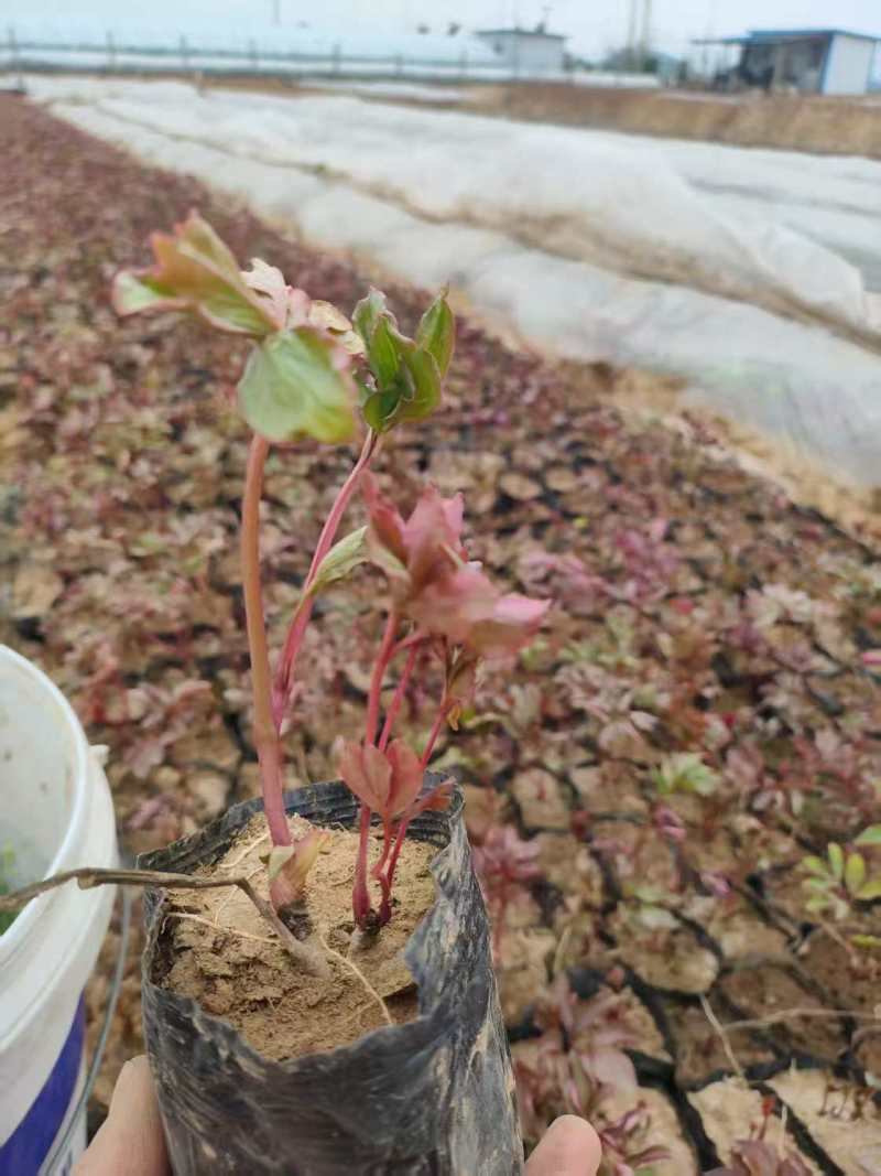 芍药苗