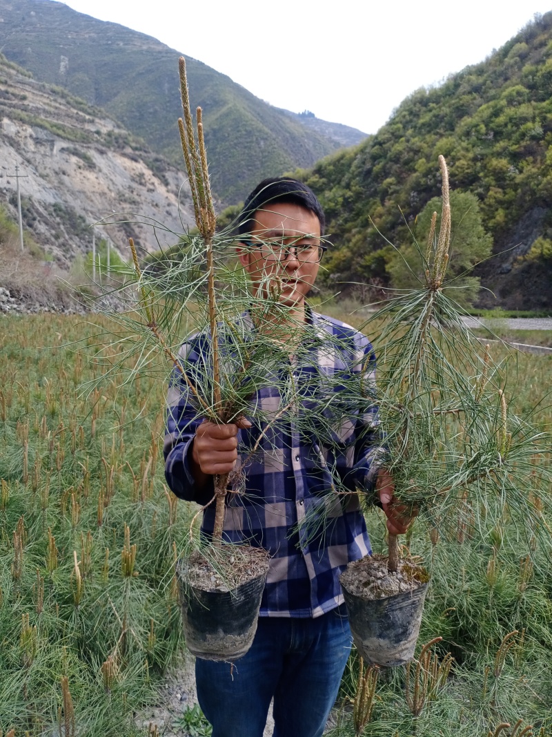 云杉小苗，杯苗