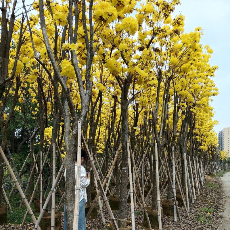 黄花风铃木