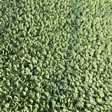 圆包甘蓝苗蔬菜苗甘蓝种苗基地直发成活率高欢迎联系