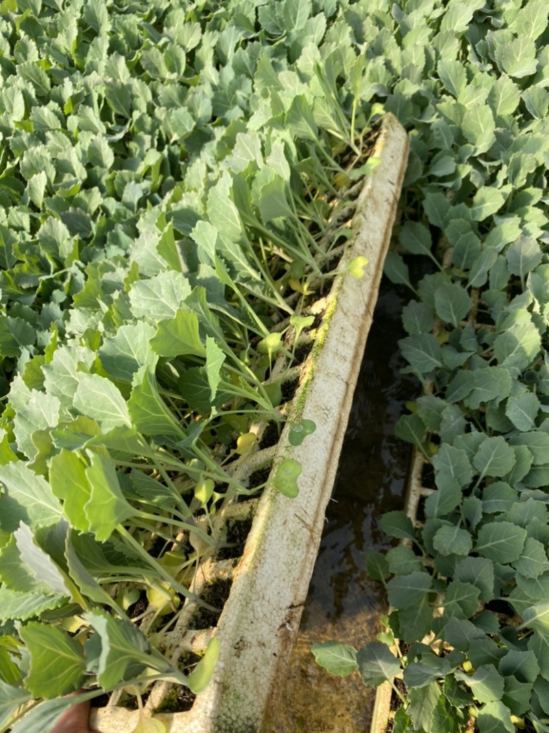 圆包甘蓝苗蔬菜苗甘蓝种苗基地直发成活率高欢迎联系