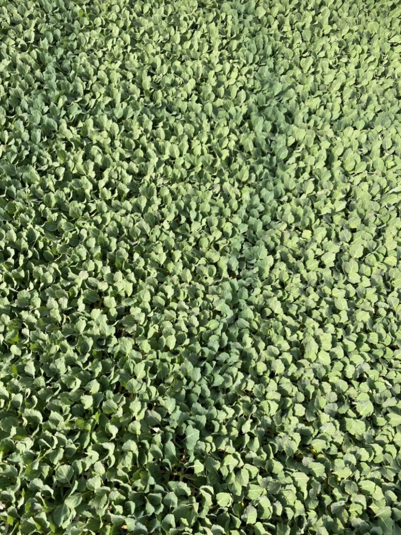圆包甘蓝苗蔬菜苗甘蓝种苗基地直发成活率高欢迎联系