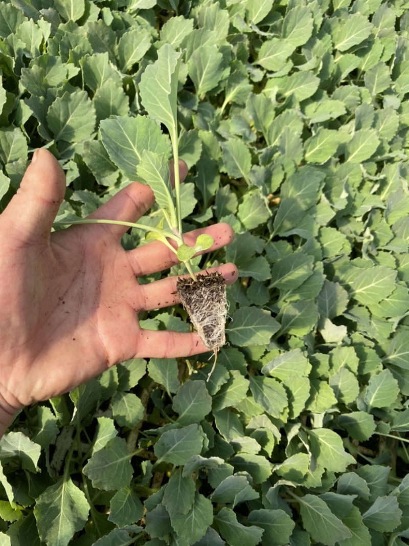 圆包甘蓝苗蔬菜苗甘蓝种苗基地直发成活率高欢迎联系