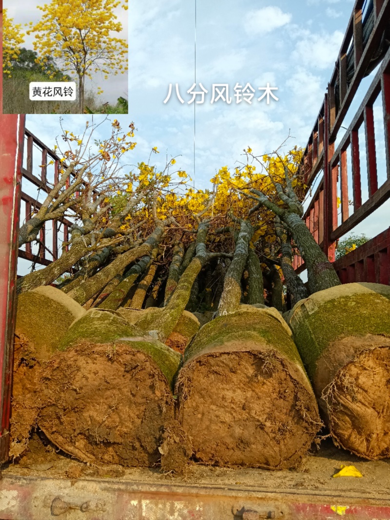 黄花风铃木