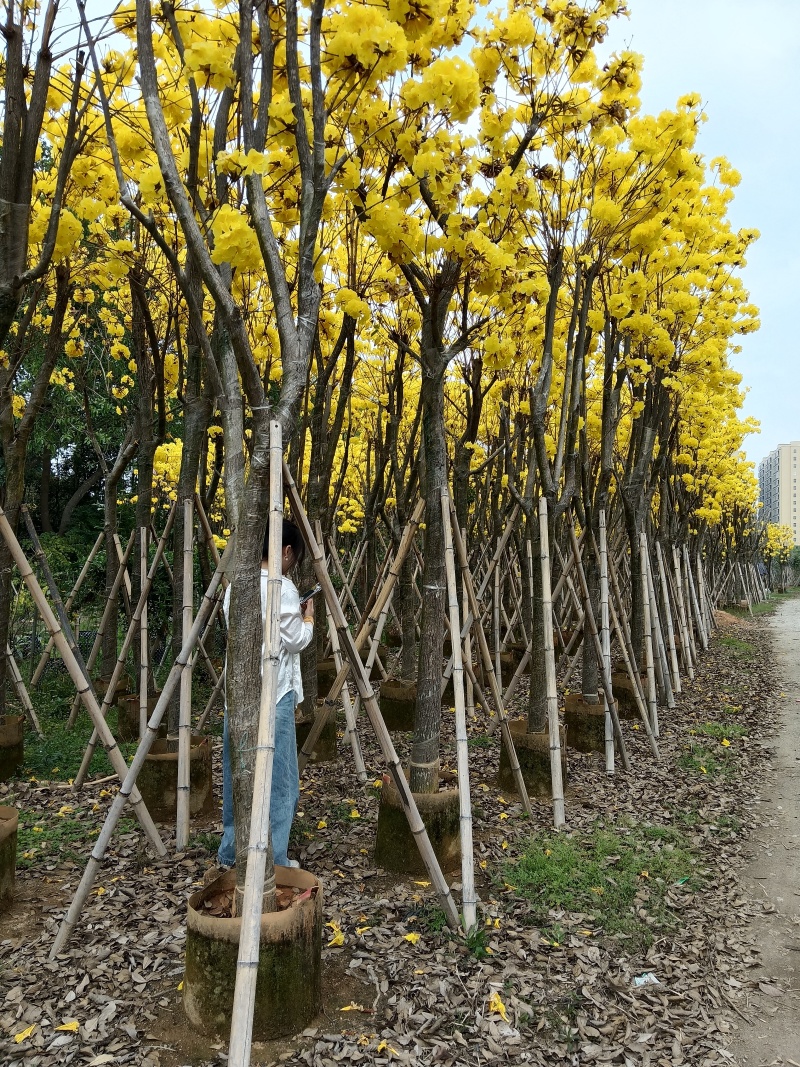 黄花风铃木