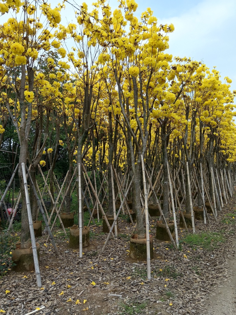 黄花风铃木