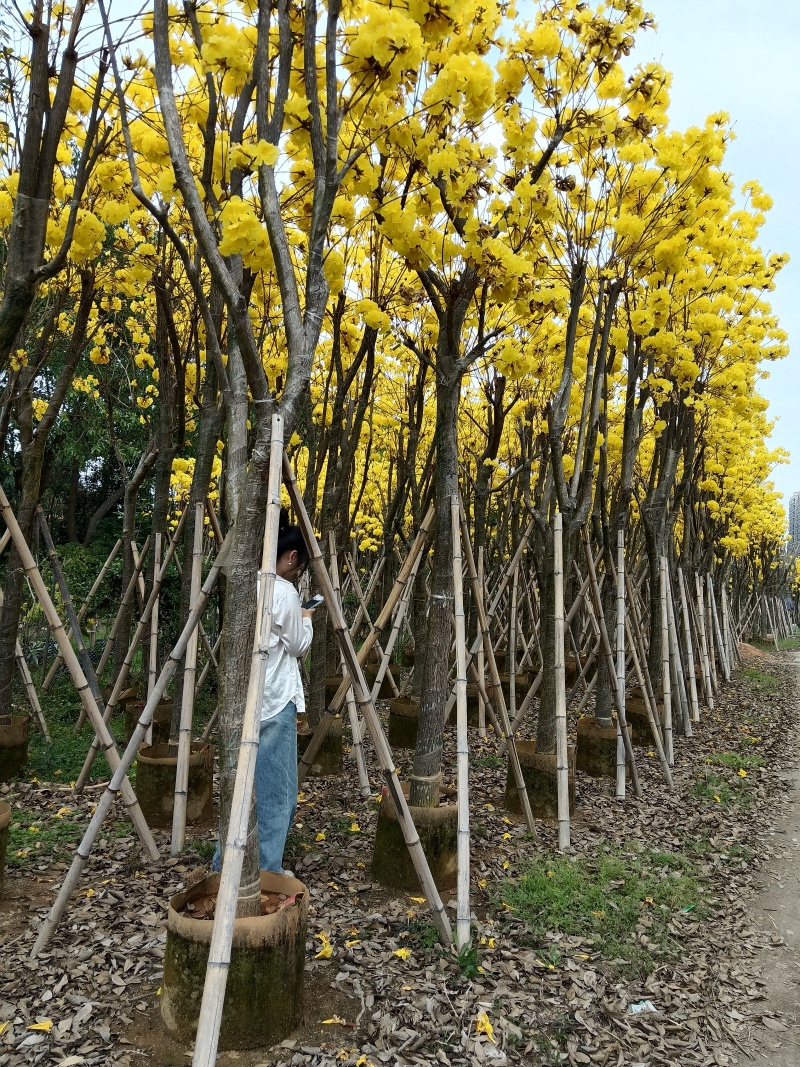 黄花风铃木