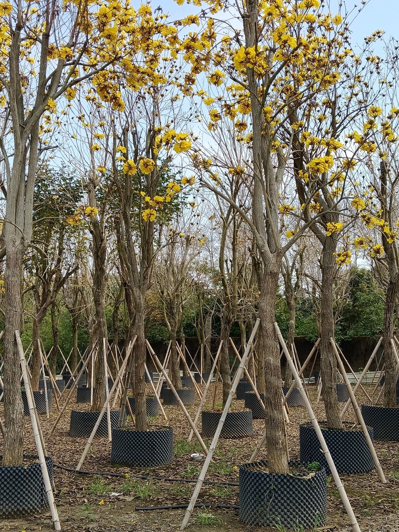 黄花风铃木