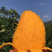 海南芒果贵妃芒，全国发货，品质保证，可对接电商商超等