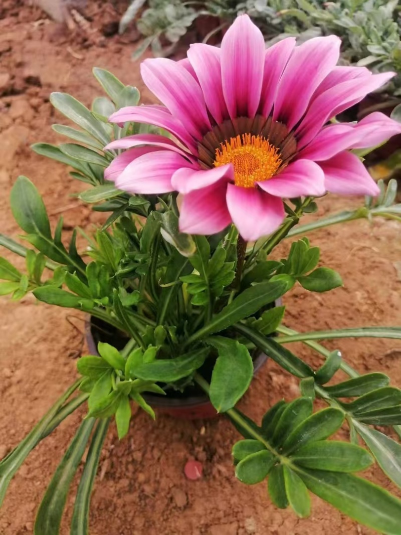 勋章菊