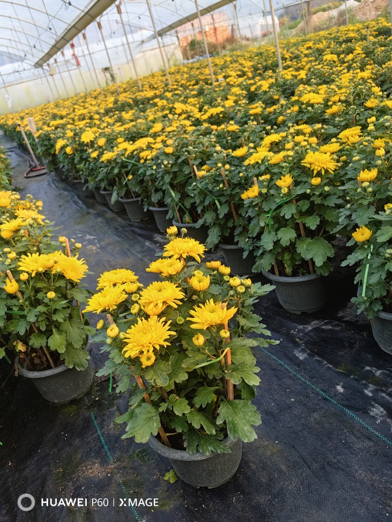 福建漳州菊花盆栽，自家货源/基地直发/量大从优
