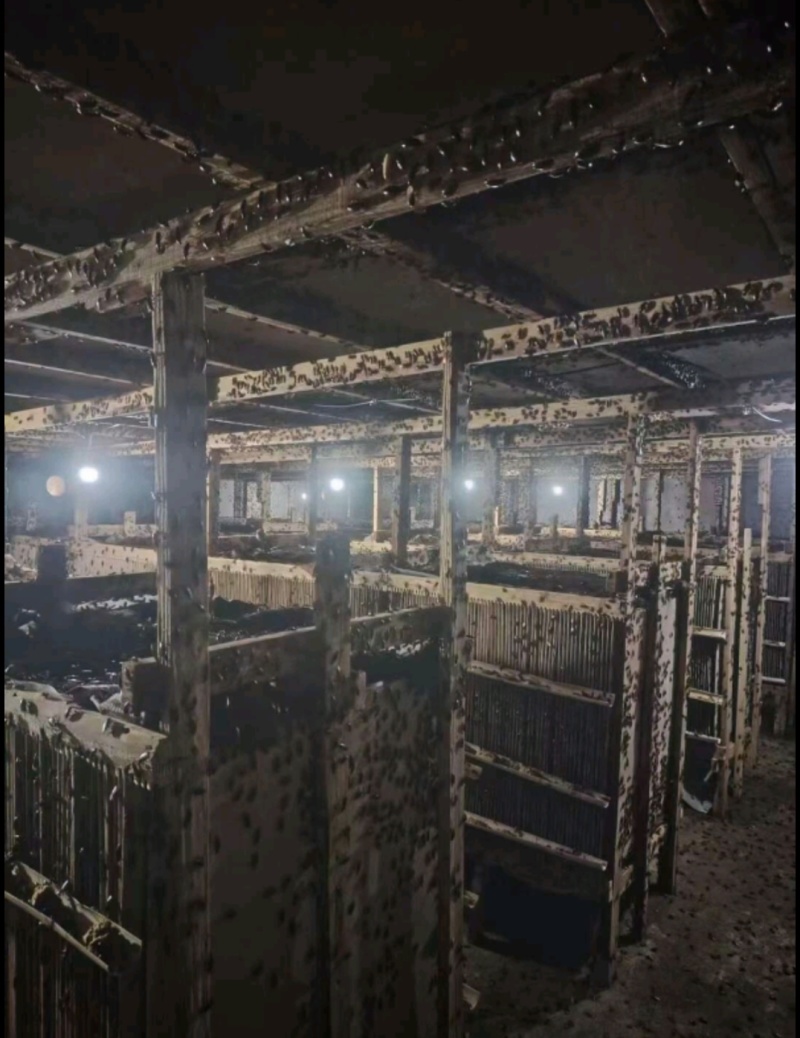 美洲大蠊卵鞘，蟑螂精品卵块。蟑螂餐厨垃圾处理，中药级美洲
