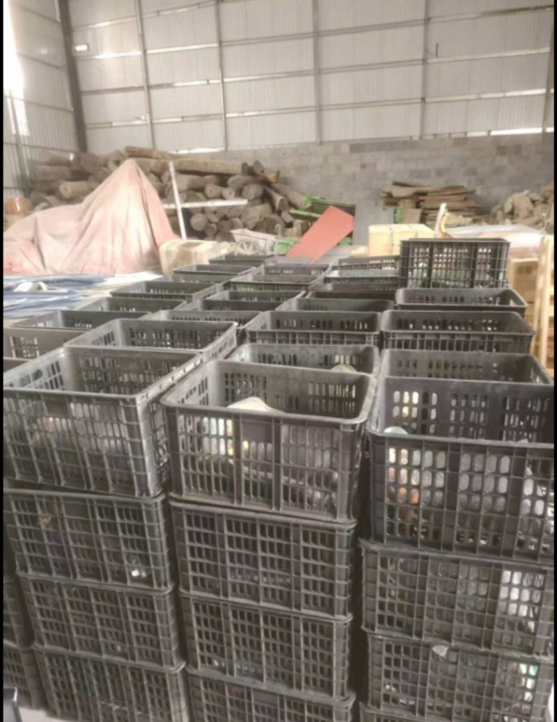 美洲大蠊卵鞘，蟑螂精品卵块。蟑螂餐厨垃圾处理，中药级美洲