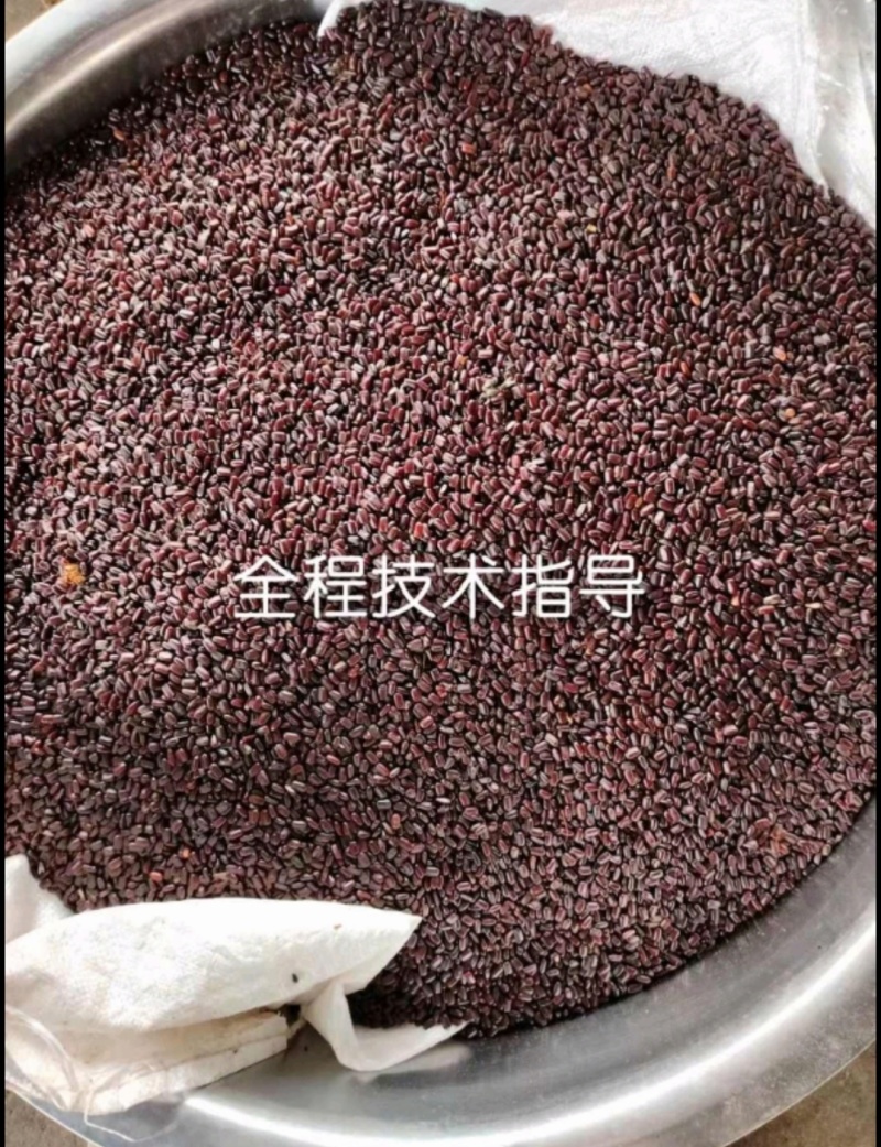 美洲大蠊卵鞘，蟑螂精品卵块。蟑螂餐厨垃圾处理，中药级美洲