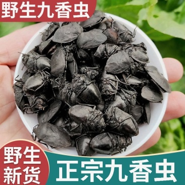 包邮中药材九香虫优质九香虫小九香虫打屁虫干
