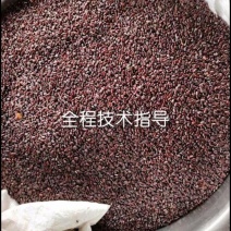 美洲大蠊卵鞘，蟑螂精品卵块。蟑螂餐厨垃圾处理，中药级美洲