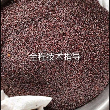 美洲大蠊卵鞘，蟑螂精品卵块。蟑螂餐厨垃圾处理，中药级美洲