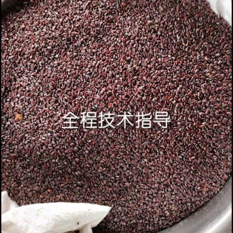 美洲大蠊卵鞘，蟑螂精品卵块。蟑螂餐厨垃圾处理，中药级美洲