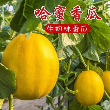 哈蜜香瓜种子果实椭圆形皮淡黄色果肉桔红色味香甜果