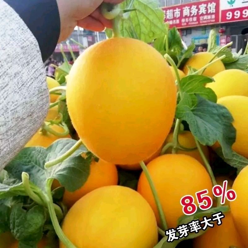 哈蜜香瓜种子果实椭圆形皮淡黄色果肉桔红色味香甜果