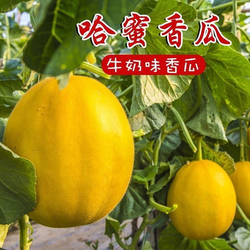 哈蜜香瓜种子果实椭圆形皮淡黄色果肉桔红色味香甜果