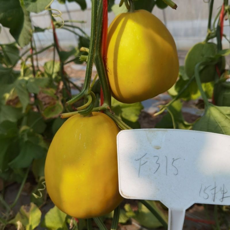 哈蜜香瓜种子果实椭圆形皮淡黄色果肉桔红色味香甜果
