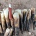 新鲜雷笋来自豪源竹业，产自四川省内江市隆昌市的优质竹林。