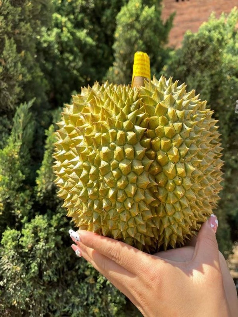 顺丰包邮泰国金枕榴莲一件代发对接各大电商平台