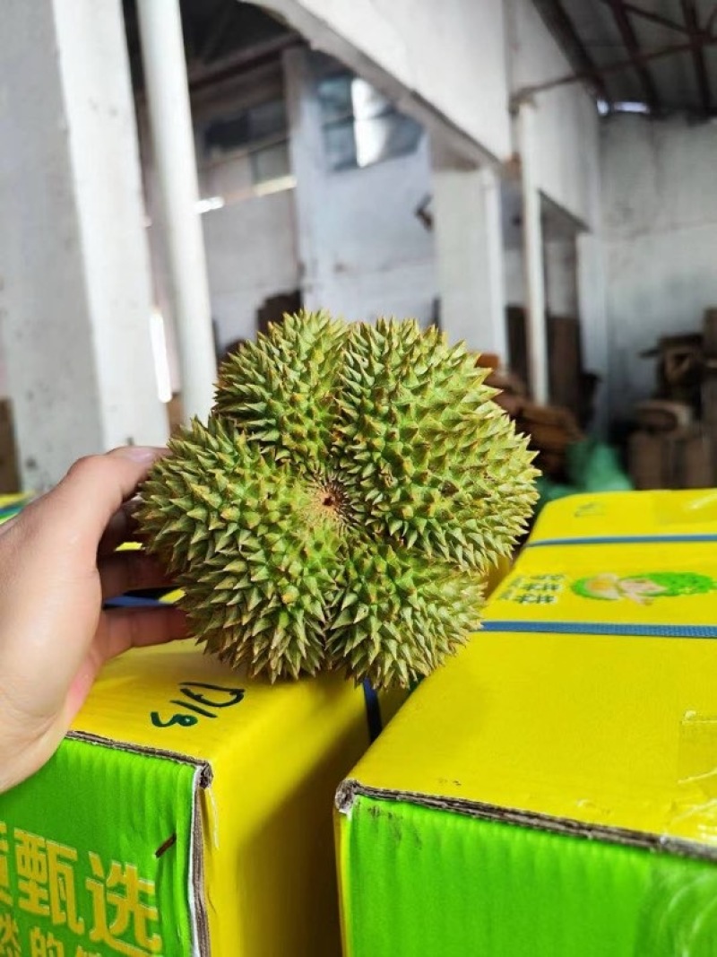 顺丰包邮泰国金枕榴莲一件代发对接各大电商平台