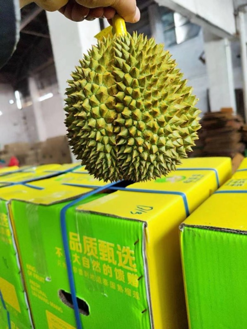 顺丰包邮泰国金枕榴莲一件代发对接各大电商平台