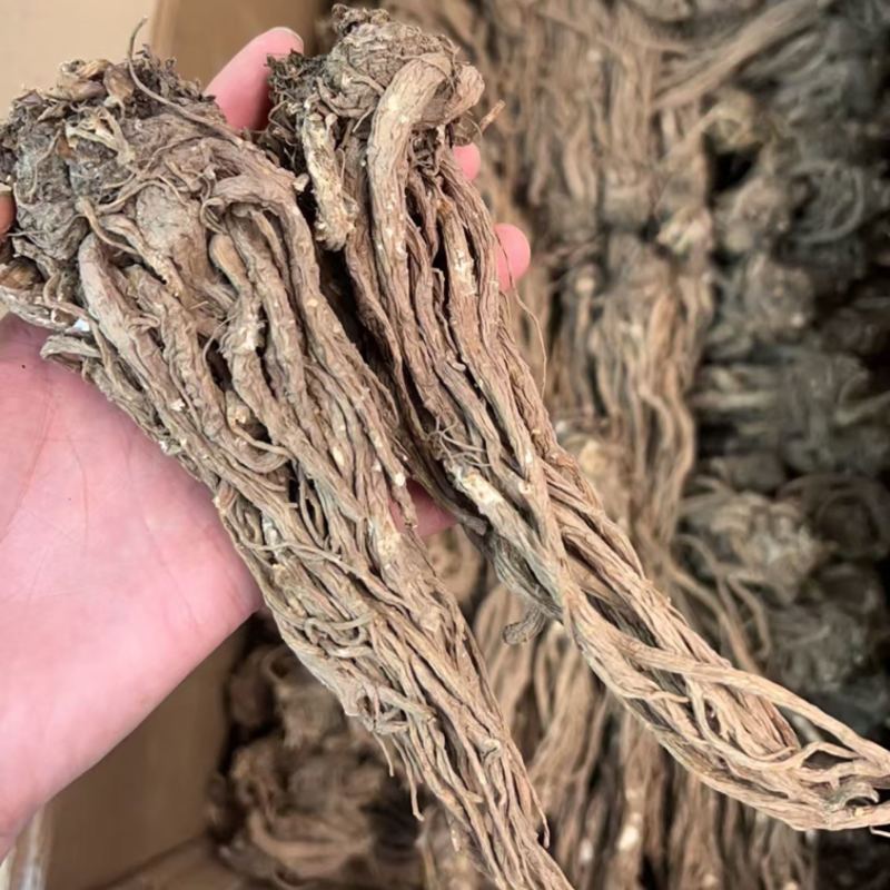 当归云南丽江当归形状好