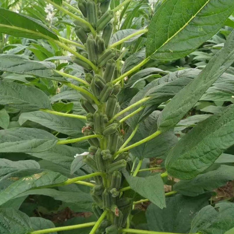 矮脚型大粒白芝麻种子优质高产抗病抗逆商品性佳