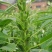 矮脚型大粒白芝麻种子优质高产抗病抗逆商品性佳