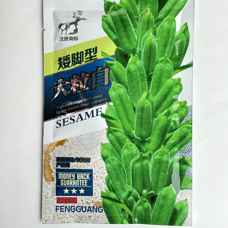 矮脚型大粒白芝麻种子优质高产抗病抗逆商品性佳