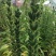 矮脚型大粒白芝麻种子优质高产抗病抗逆商品性佳