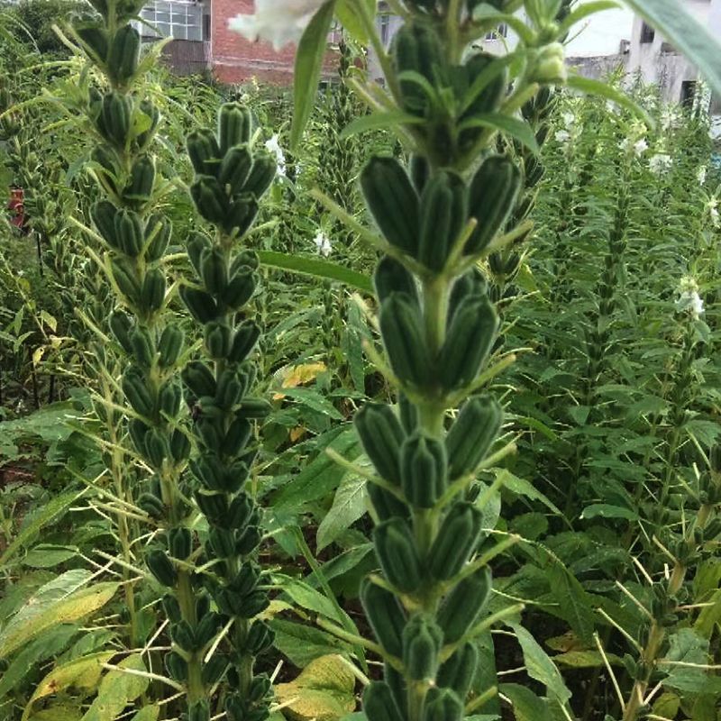 矮脚型大粒白芝麻种子优质高产抗病抗逆商品性佳