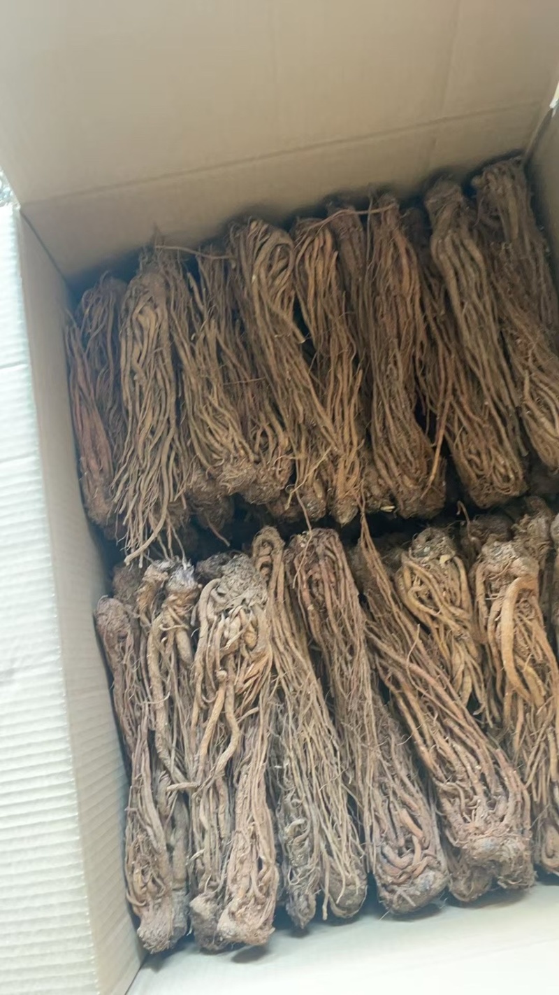 当归云南丽江当归形状好