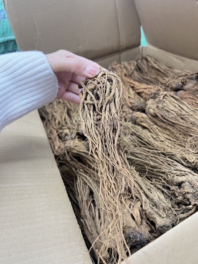 当归云南丽江当归形状好