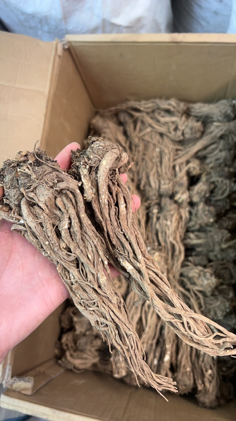 当归云南丽江当归形状好