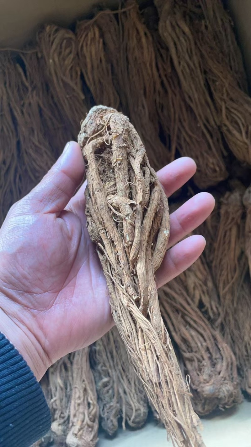 当归云南丽江当归形状好