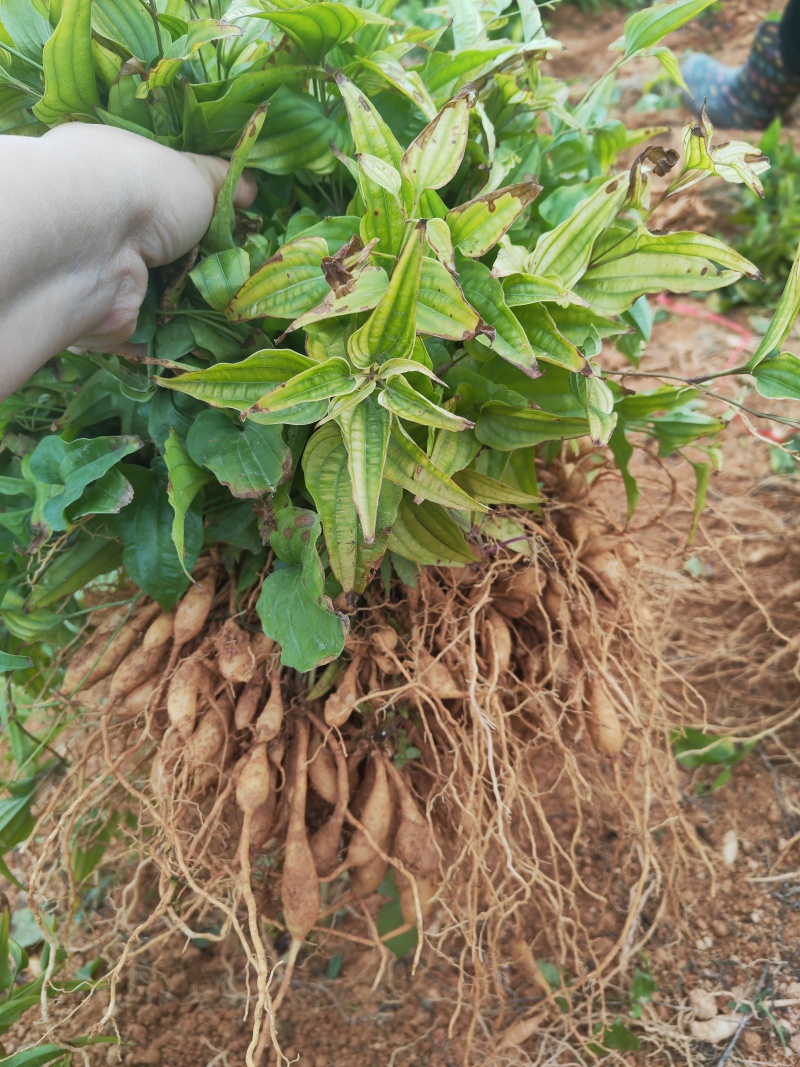 红花百部苗，苗场直批，现挖现发，包技术，包回收