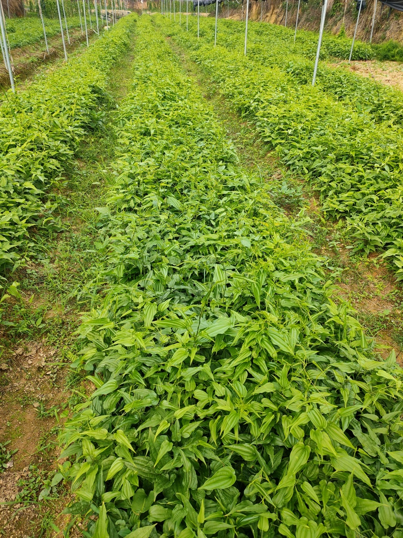 红花百部苗，苗场直批，现挖现发，包技术，包回收