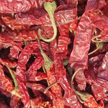 北京干辣椒精品普货皆有欢迎北京各大加工厂采购