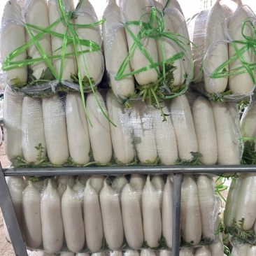 精品白萝卜散装袋装均可支持